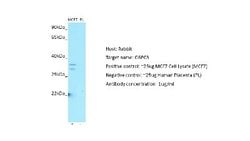 G6PC3 Rabbit anti-Human, Polyclonal, Novus Biologicals 0.1 mL | Buy Online | Novus Biologicals | Fisher Scientific